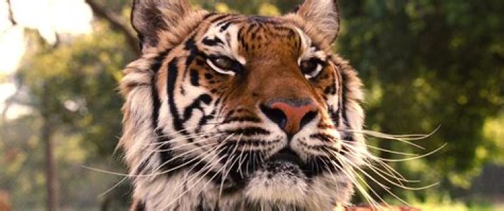 Are the Animals in We Bought a Zoo Real or CGI?