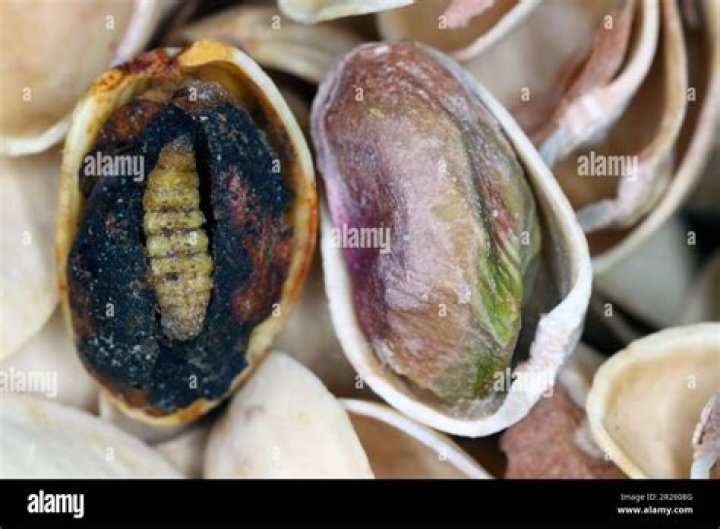 Are there worms in pistachios?