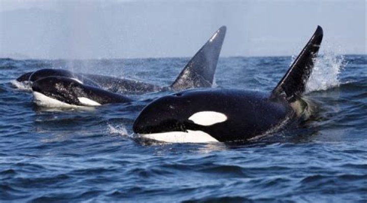 Audry Adames - Age, Family, Bio