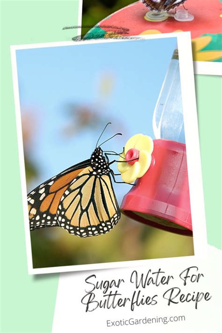 Can butterflies smell sugar water?