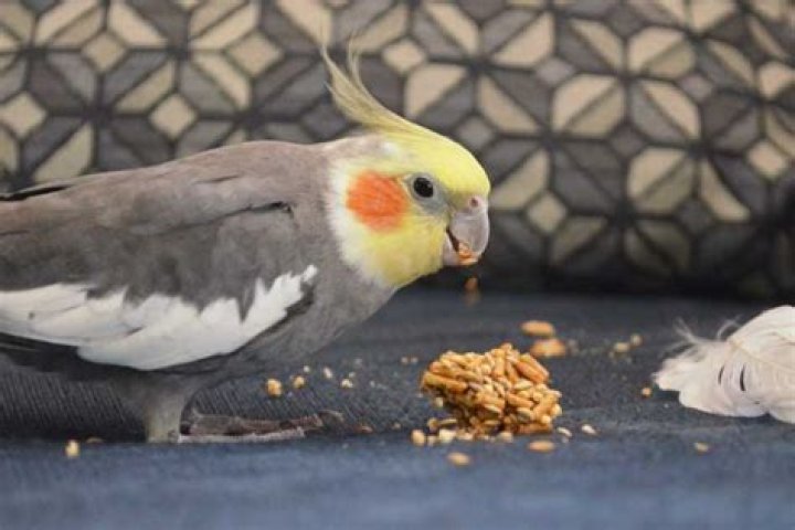 Can cockatiels eat parrot mix?