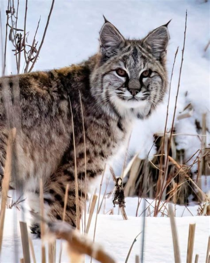 Can you shoot Bobcats in NY?