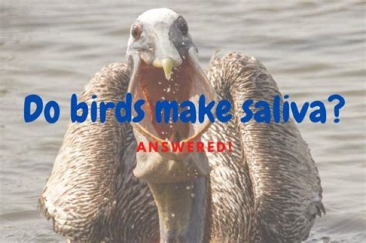Do birds have saliva?