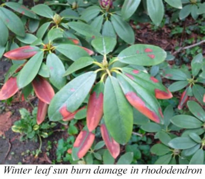Do PJM rhododendrons lose their leaves?