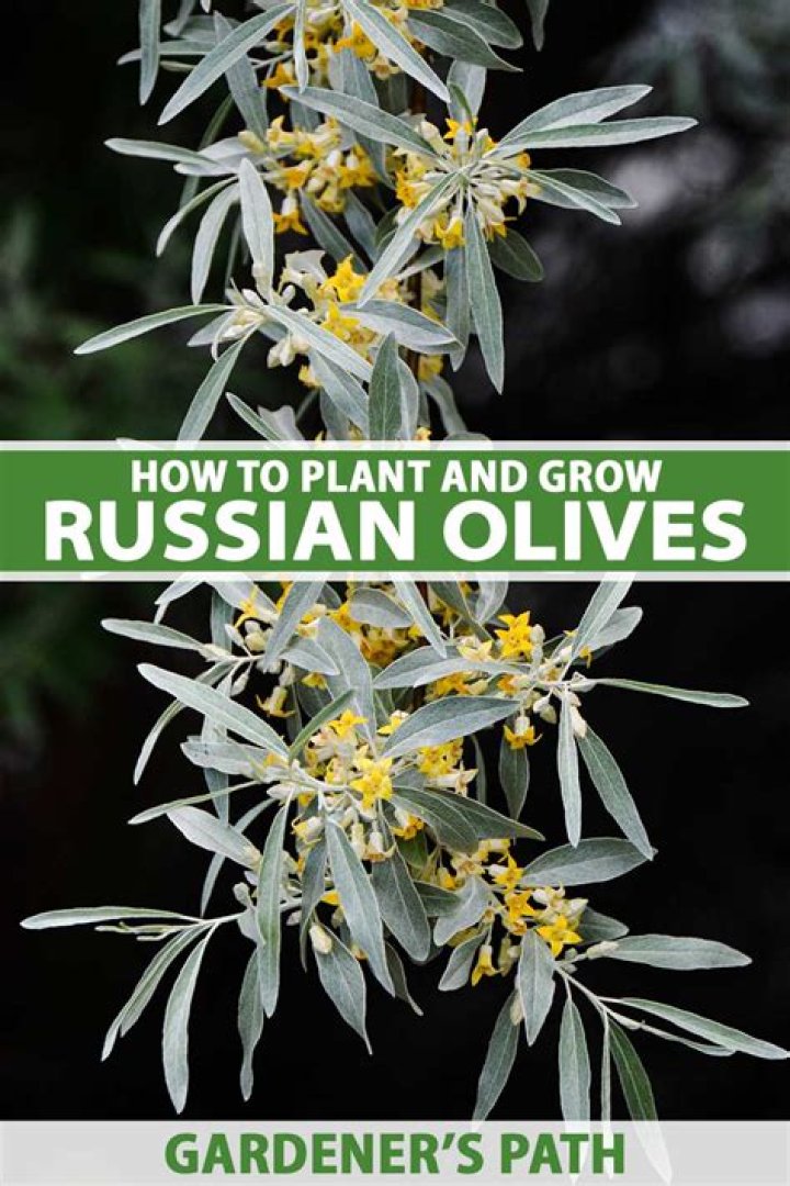 Do Russian olive trees smell good?