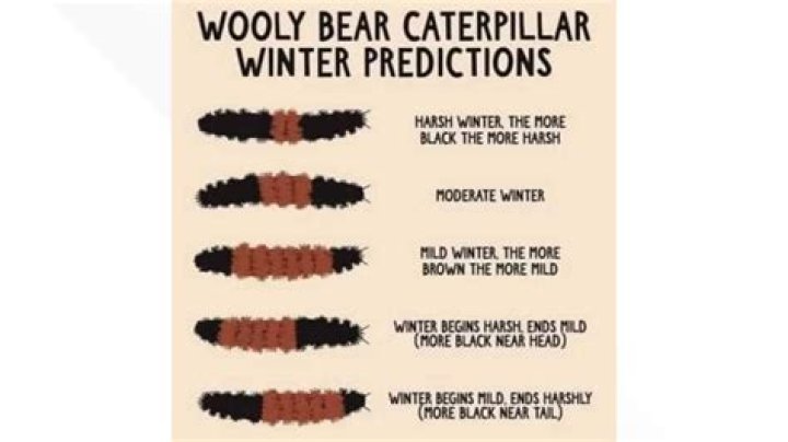 Does a black caterpillar mean a bad winter?