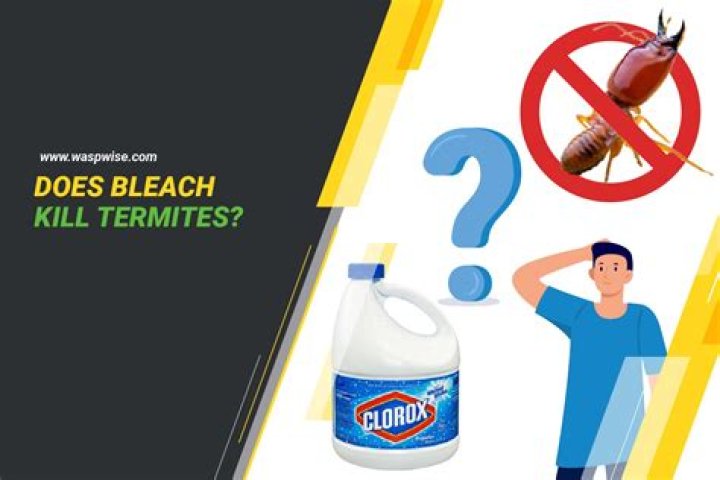 Does bleach kill rid X?