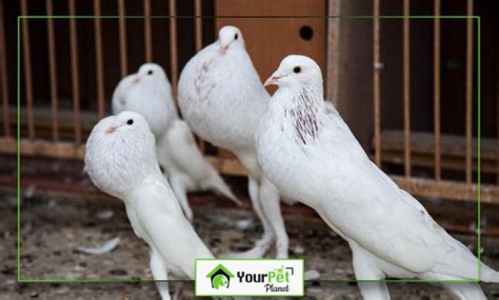 Dominique Reighard Bio (Wiki) 