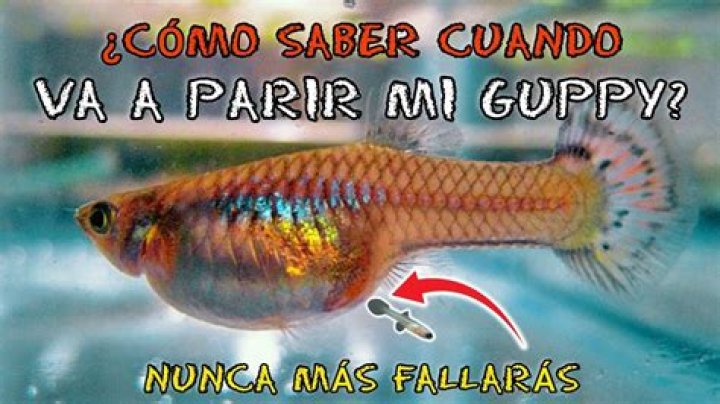 Guppy the Pug - Age, Family, Bio