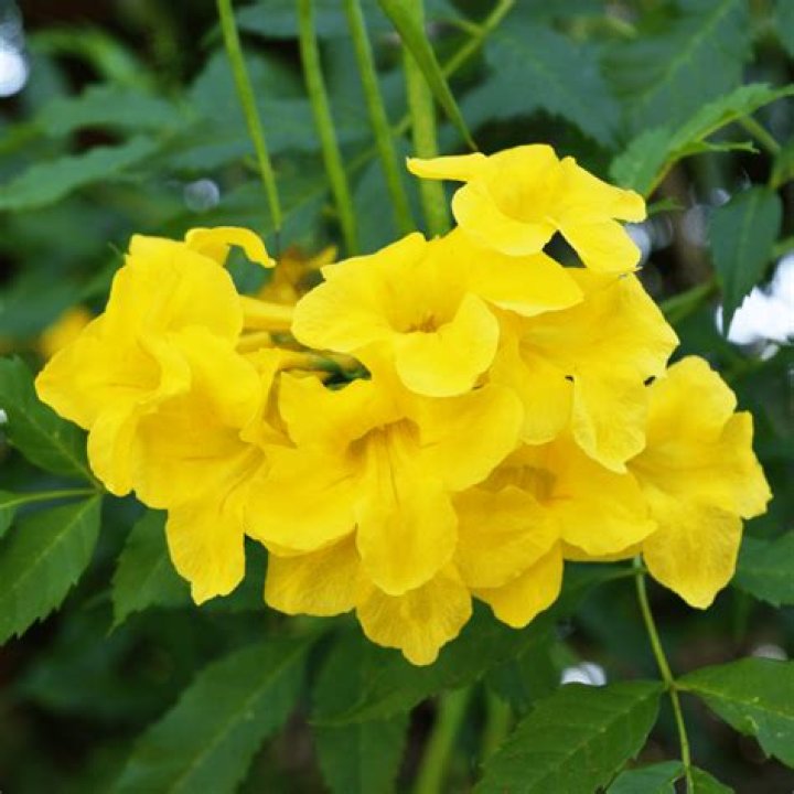 How do you prune a yellow trumpet vine?