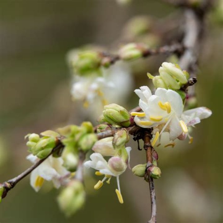 How do you prune winter honeysuckle?