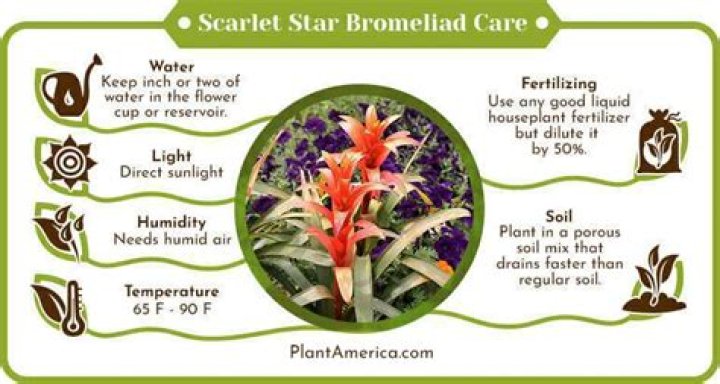 How do you take care of a scarlet star plant?