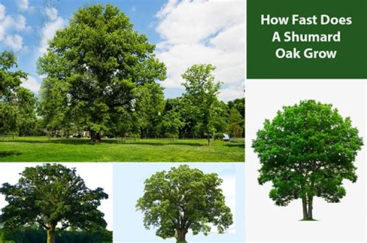How fast do Shumard oak trees grow?