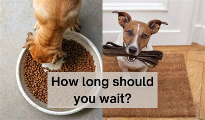 How long after dog eats to walk?