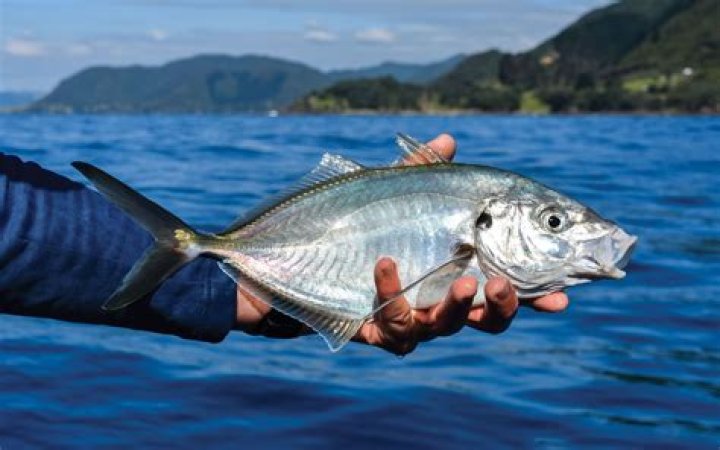 Is Golden Trevally good to eat?