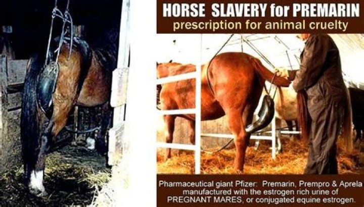 Is Premarin still made from horse urine?