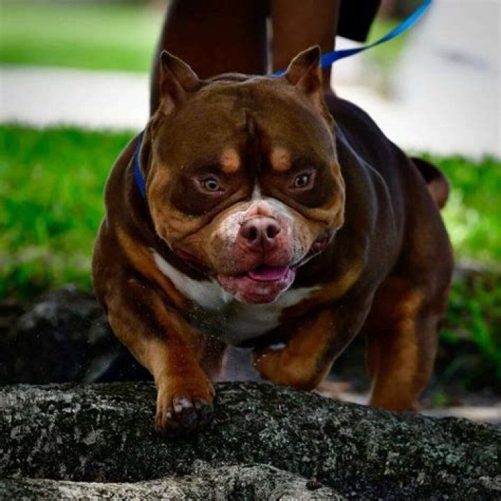 Moose the Mini Bully - Age, Family, Bio