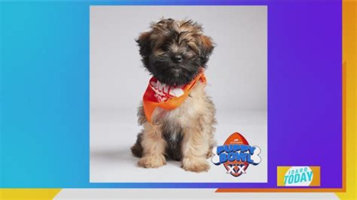 Puppy Bowl referee Dan Schachner adopted his first dog after fostering for 10 years