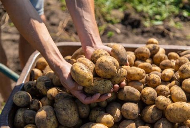 ¿Qué es la papa una fruta o verdura?