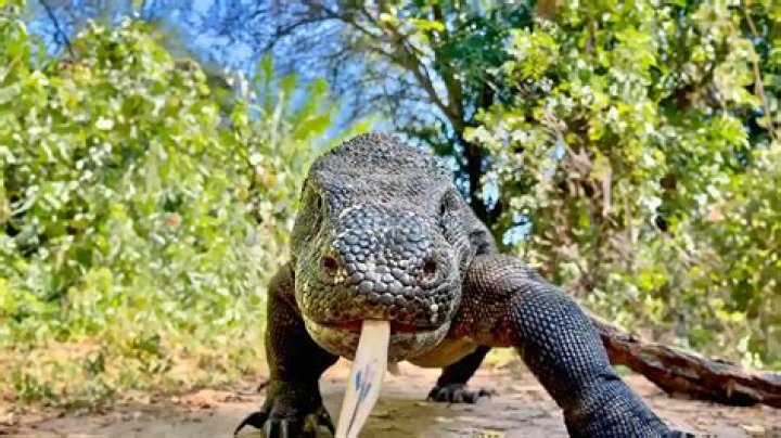 What happens if a human gets bit by a Komodo dragon?