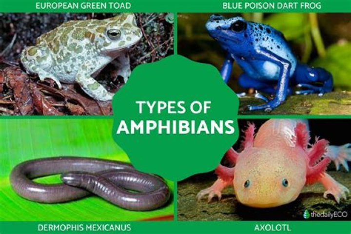 What is amphibians and examples?