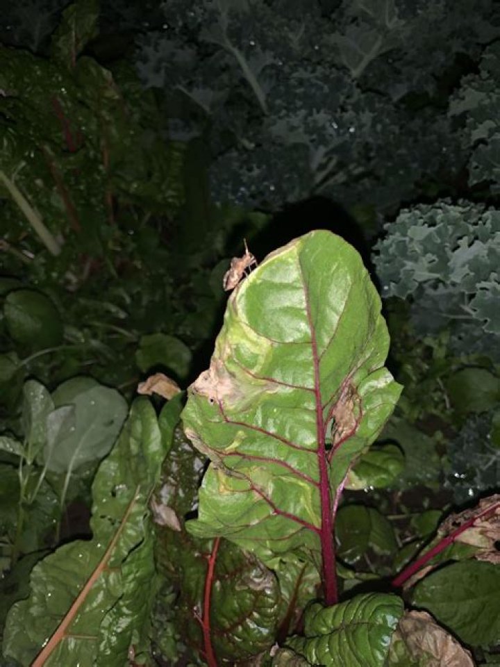 What is eating my Swiss chard?