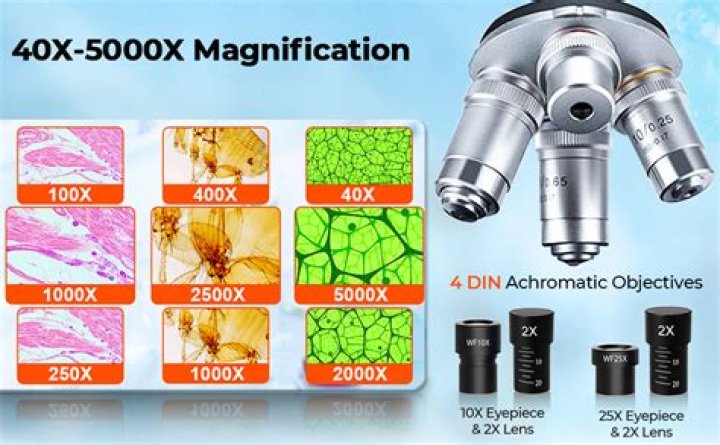What is the highest magnification of a compound microscope?