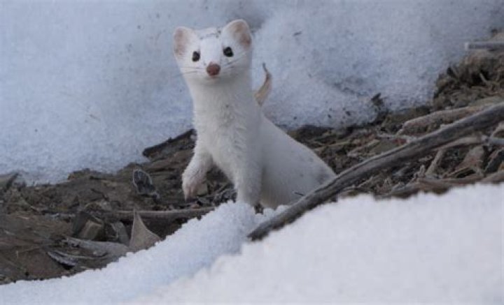 What is the weasels name on Ice Age?