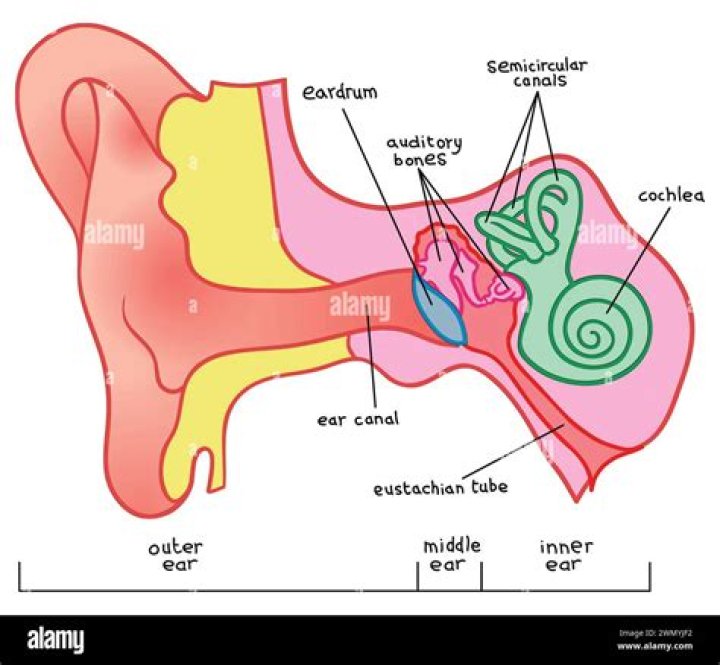 What part of the ear contains the eardrum quizlet?