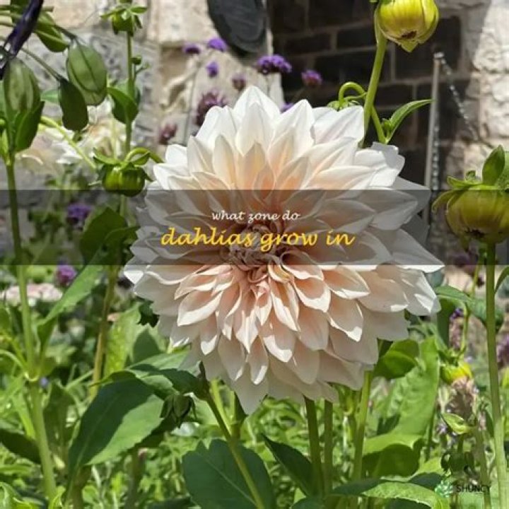 What zone do dahlias grow in?
