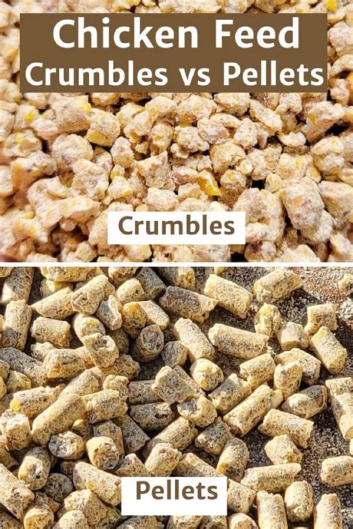 When can you feed chickens pellets?