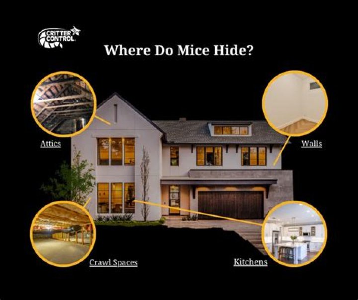 Where do mice hide outside?