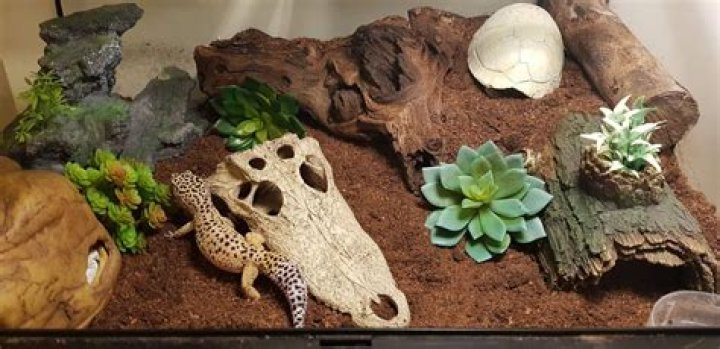 Where should I place a terrarium in my house?