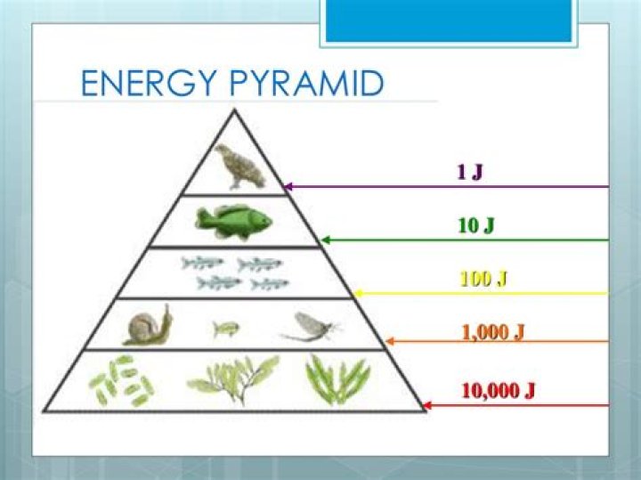Which trophic level has the least amount of energy?