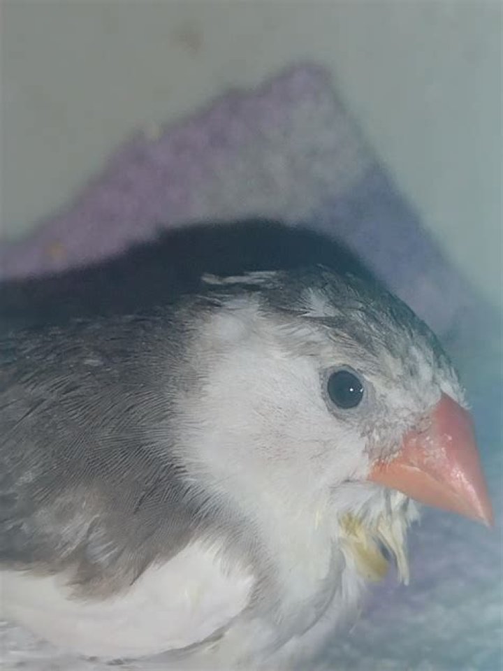 Why did my zebra finch died?