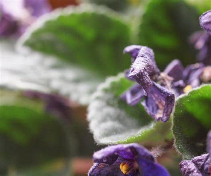 Why do African violet leaves turn pink?