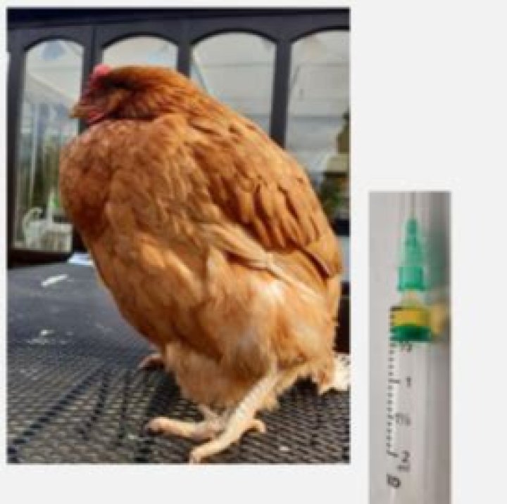 Why is my chicken hunched up?