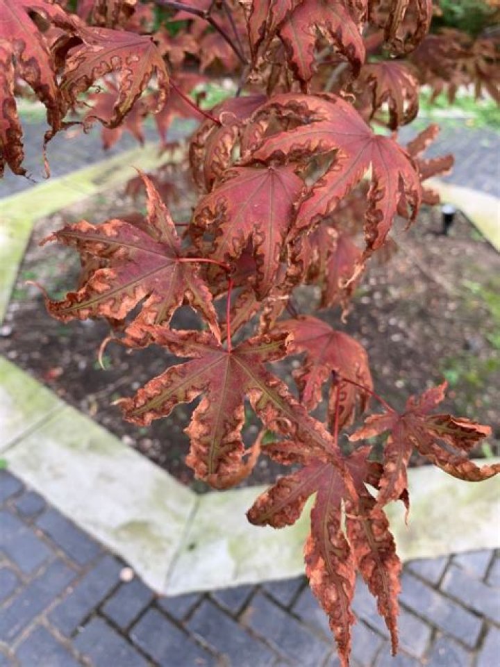 Why is my maple tree leaves turning red in the summer?