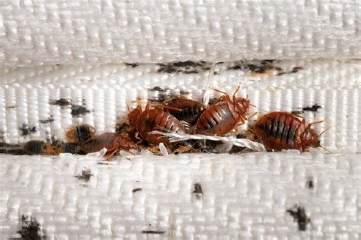 Will dry cleaners kill bed bugs?